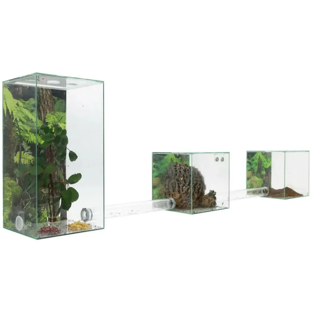 ANTCUBE – Starter Set for Leaf Cutter ants – Large