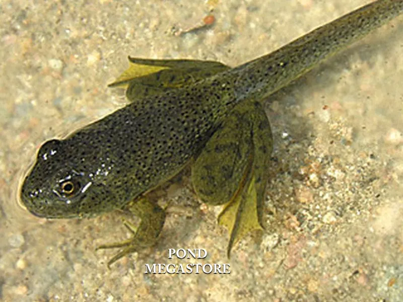 Bullfrog Tadpoles (Bulk Quantity) <br> AVAILABLE TO SHIP NOW!